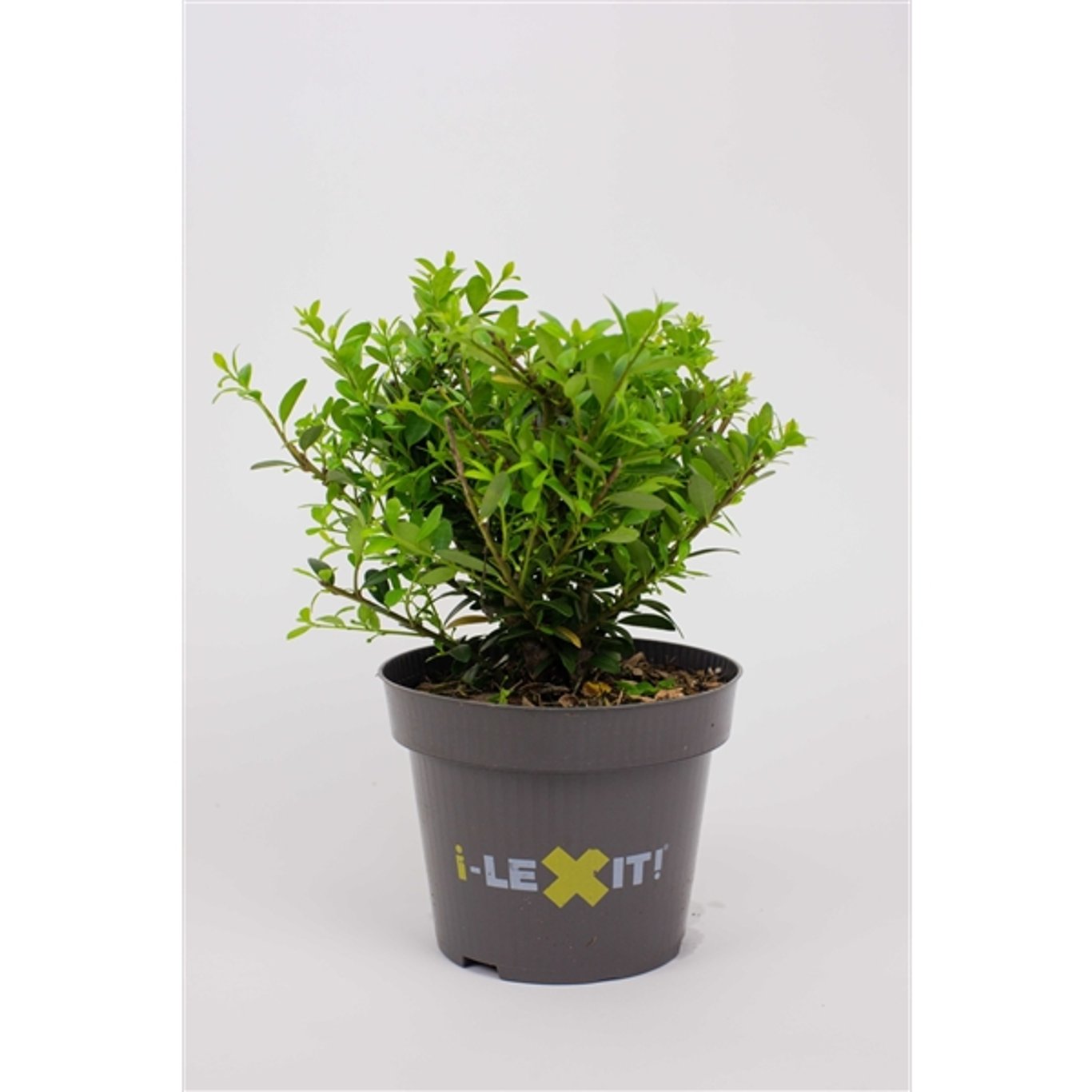 Ilex crenata 'Dark Green'® - C1 15-20 CM